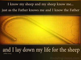 John 10:15: I Know My Sheep (yellow)